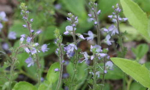 foto planta Veronica_officinalis