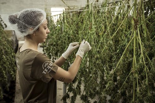 cultivo cannabis legal